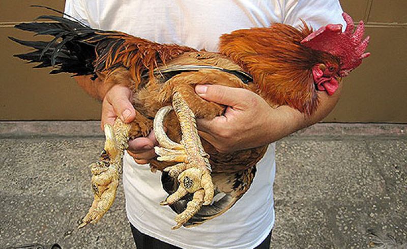 Đặc trưng nổi bật khác với gà thông thường 