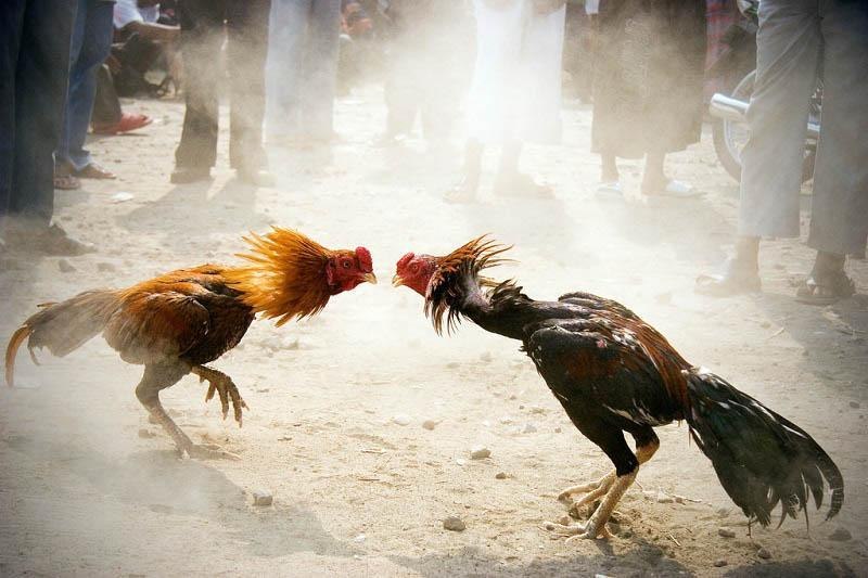 Mẹo lựa chọn chiến kê tốt mà tân thủ cần biết